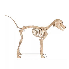 7 ft. Long Grave & Bones Skelly's Dog with LifeEyes LCD Eyes